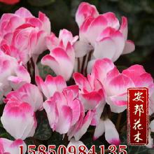 禮品工藝品地被類花卉價(jià)格與批發(fā)采購(gòu)?fù)耆改?></a></div>
<div   id=